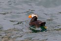 165 Glacier Bay NP, kuifpapegaaiduiker